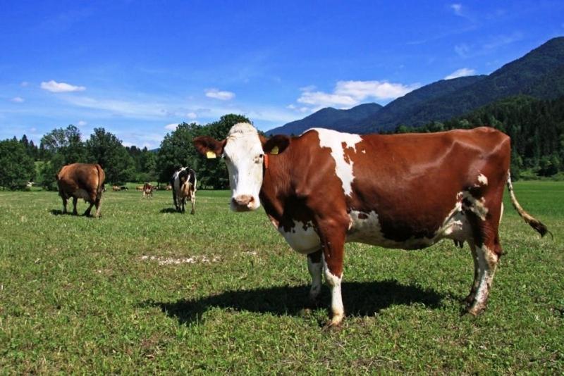 Farmhouse Soklic Bohinji-tó Kültér fotó